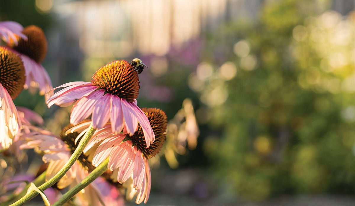 Why You Should Apply for Utah’s Free Plant Program Today