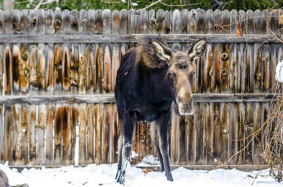 2-28-2019_moose_in_springville_yard_after_being_hit_with_tranquilizer_dart