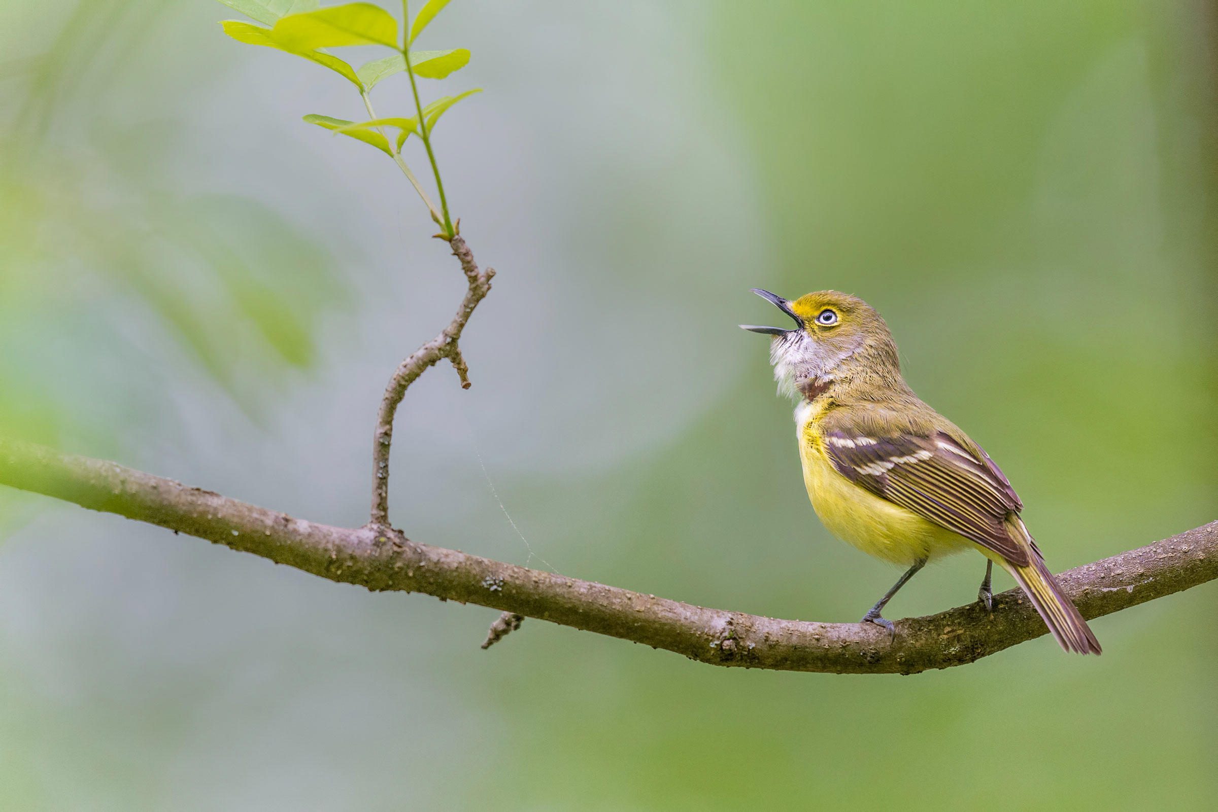 57_peter_volkmar_a0_6070_2_white-eyed-vireo_0