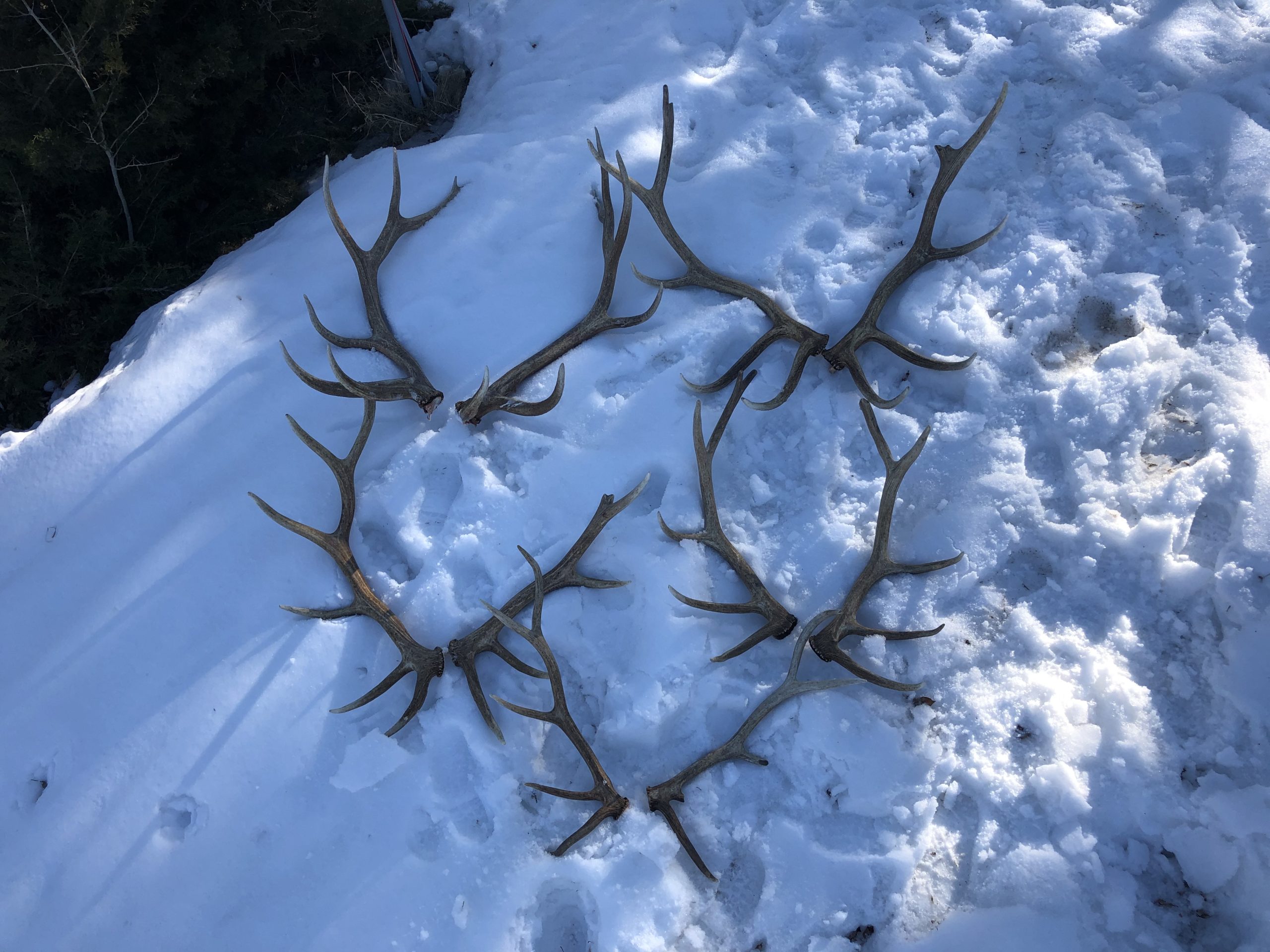 5-of-6-bull-elk-killed-near-Knob-Hill-scaled