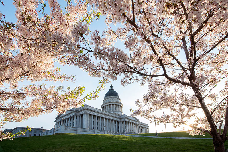 Cherry-blossoms_Utah-State-Capitol_Matt-Morgan_Medium