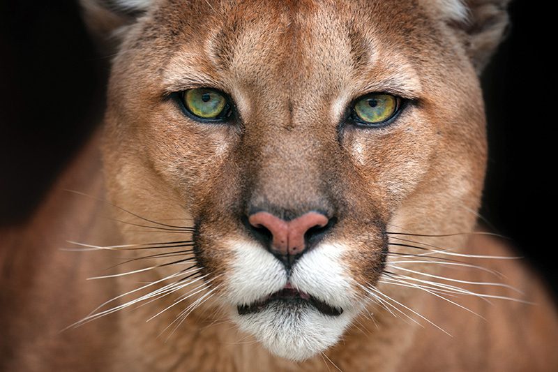 Cougar_131303364