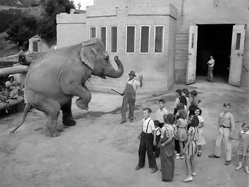 Hogle Zoo Elephant Princess Alice_SLM SO24_Salt Lake Tribune Staff