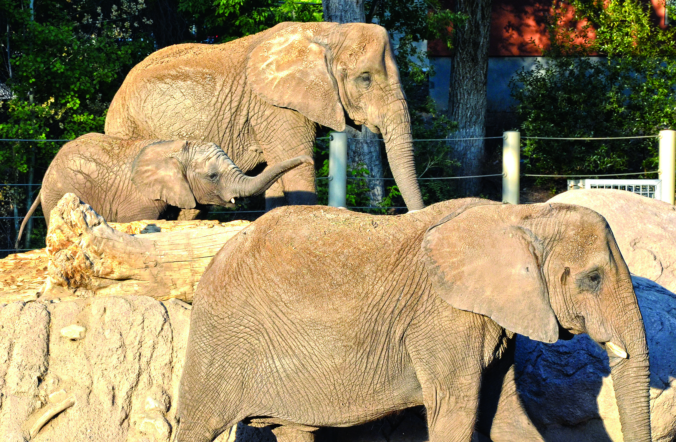 HogleZoo_S_Buckley_0812_4744