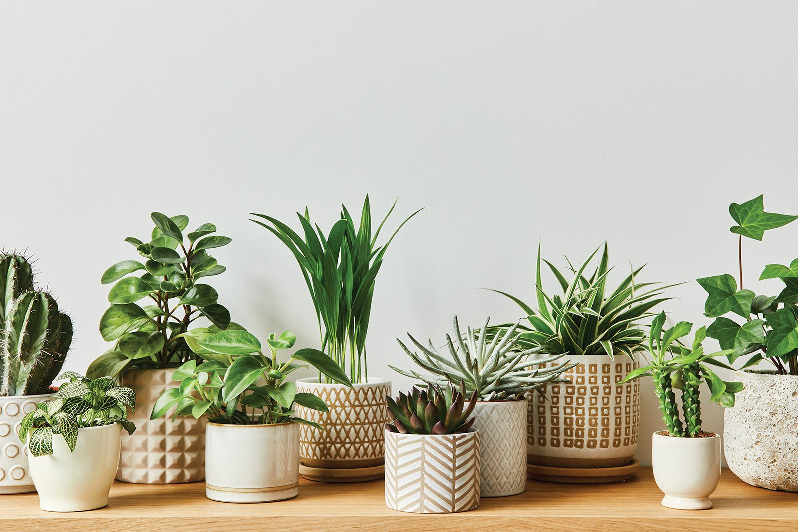 Houseplants