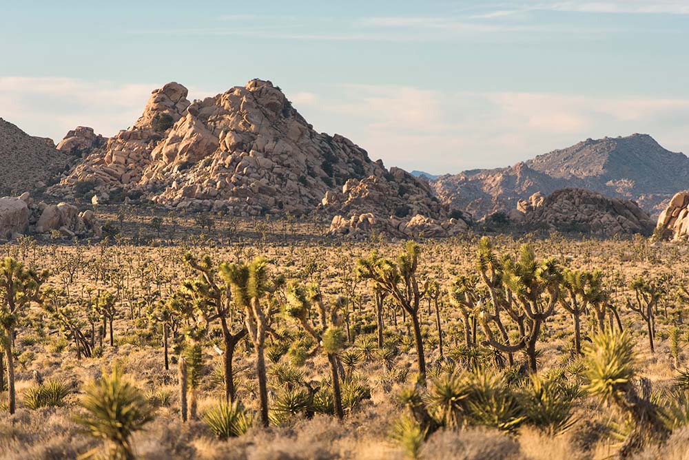 Joshua Trees Tree Scenery_SLM ND24_Courtesy National Parks Service Brad Sutton