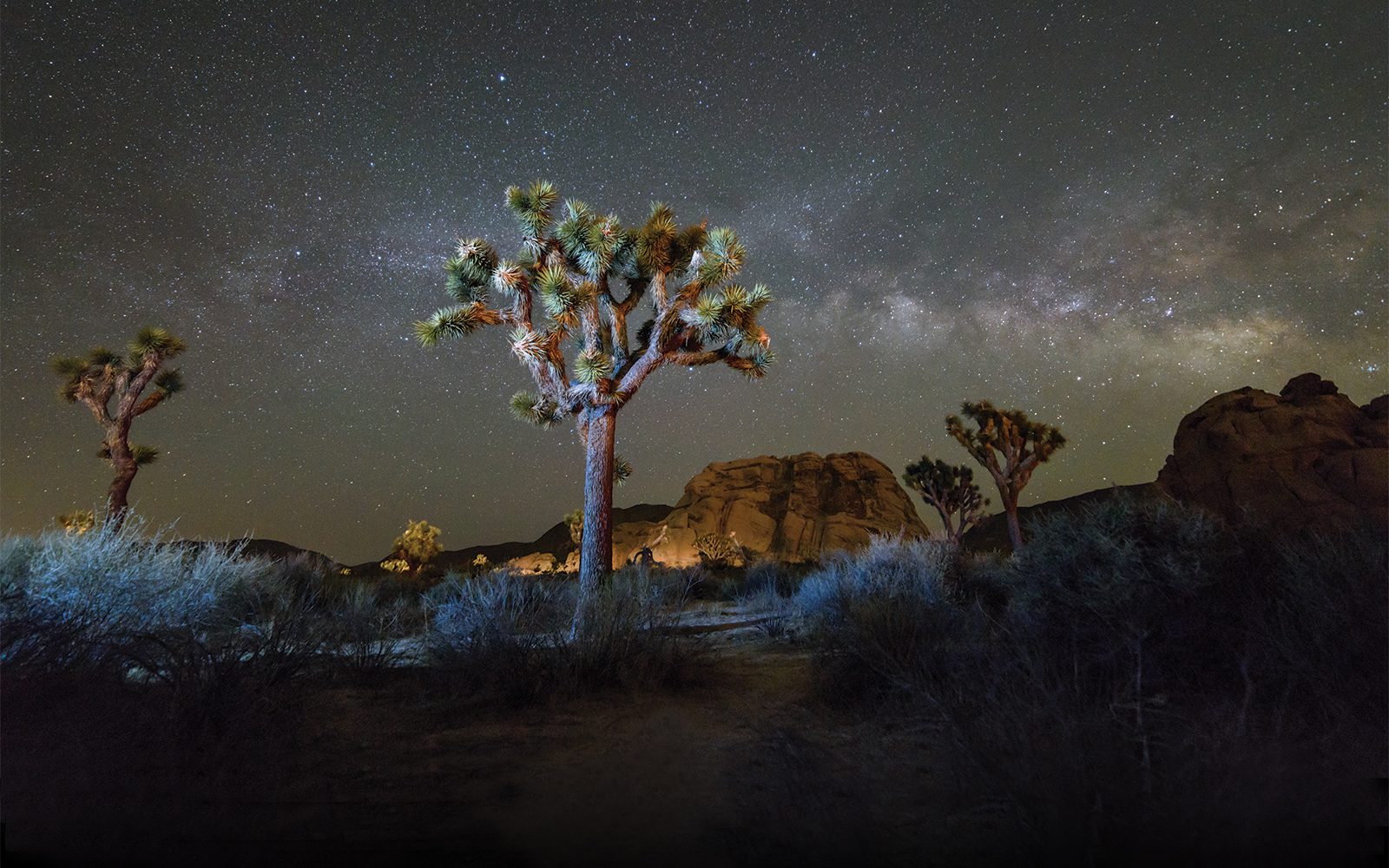 Joshua-tree_night