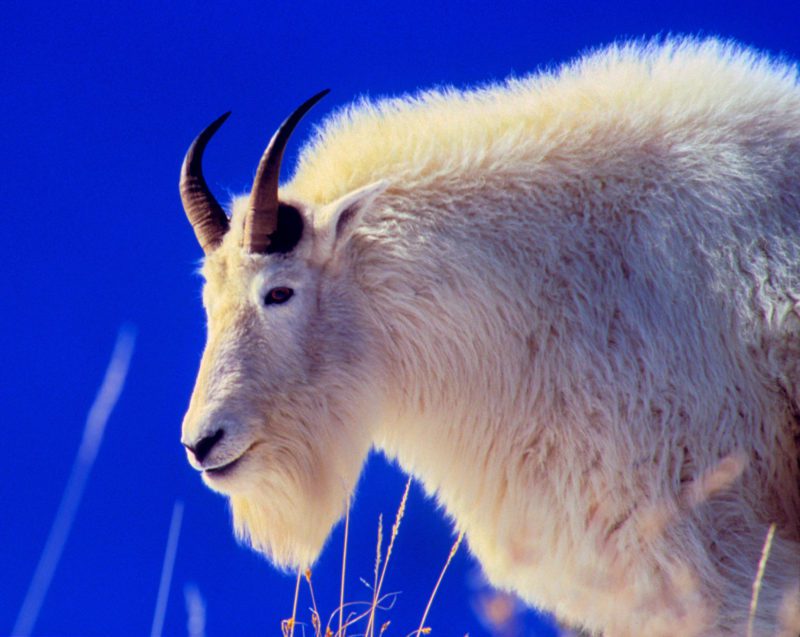 Mountain-Goat_Large-e1573070594653