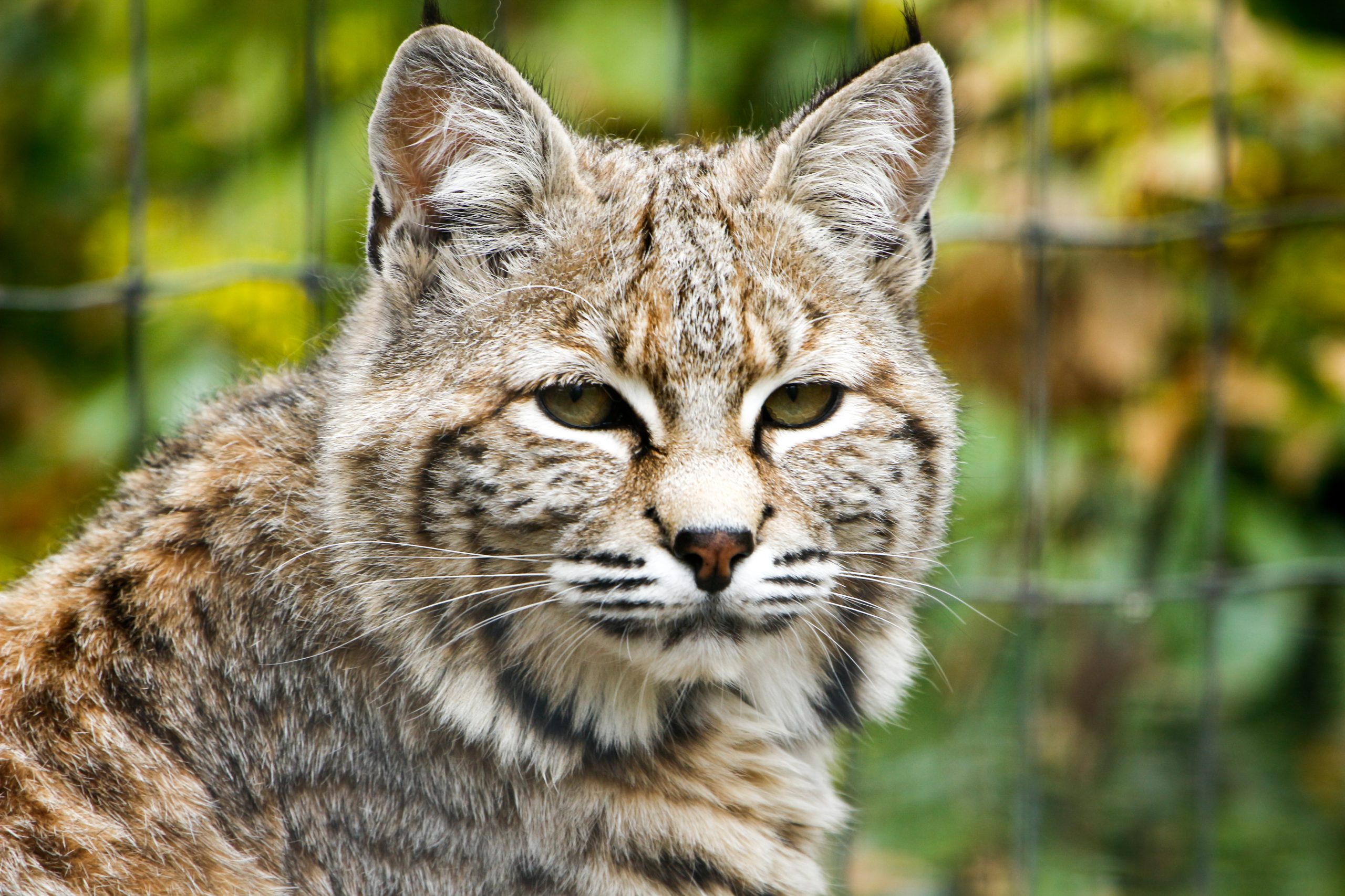 Utah Hogle Zoo "Wild Utah" exhibit home to resident bobcat Loki|||||||