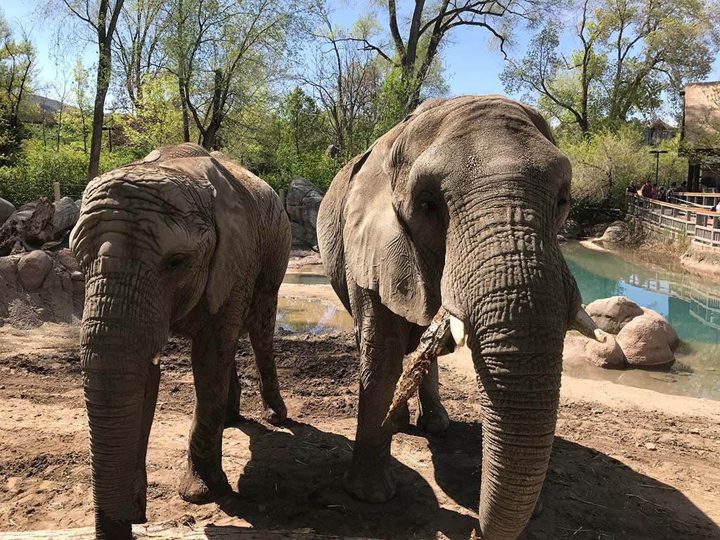 Zuri-left-and-Christie-right-Utahs-Hogle-Zoo