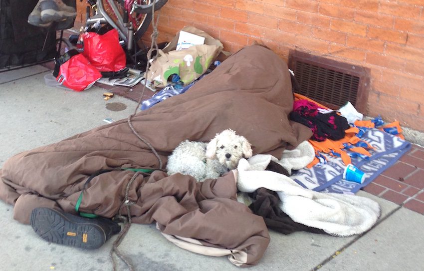 homelessdog