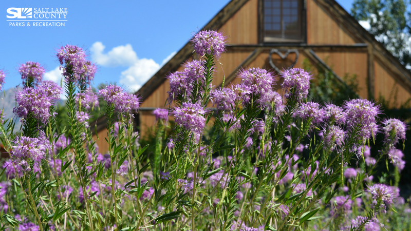 wheeler-farm-6