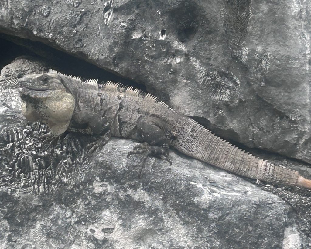 Sunbathing Iguana 