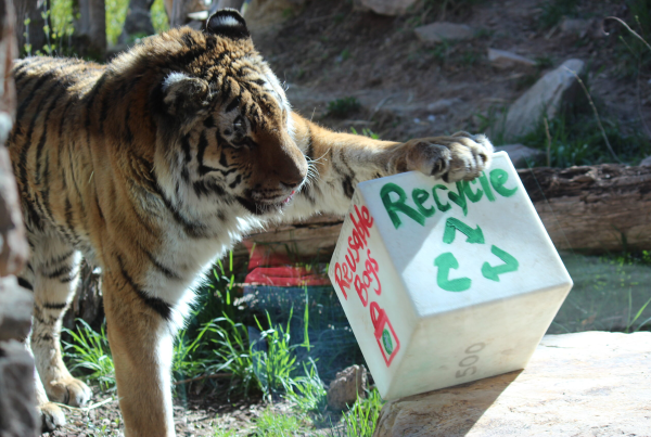 Utah's Hogle Zoo tiger