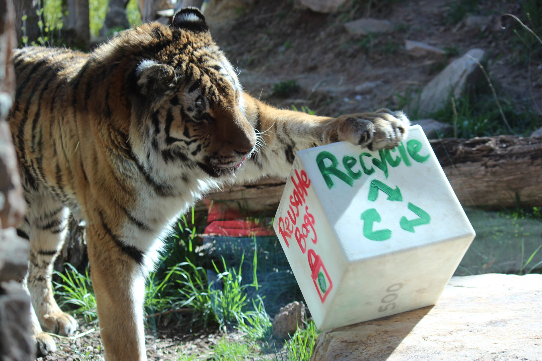 Utah's Hogle Zoo tiger
