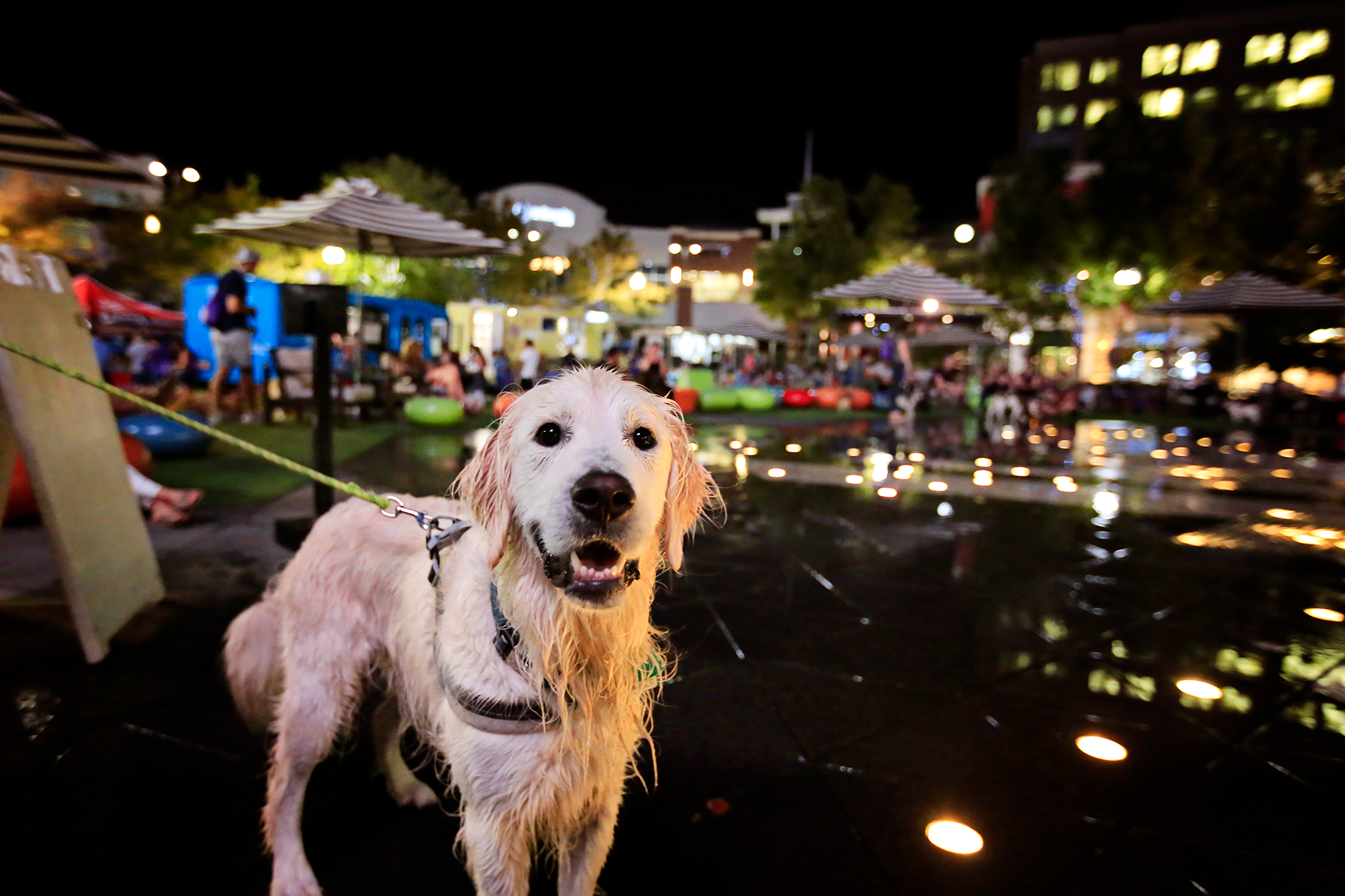 A dog enjoying a previous Bark at the Moon event