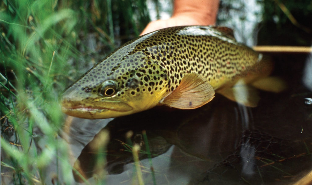 Fly fishing