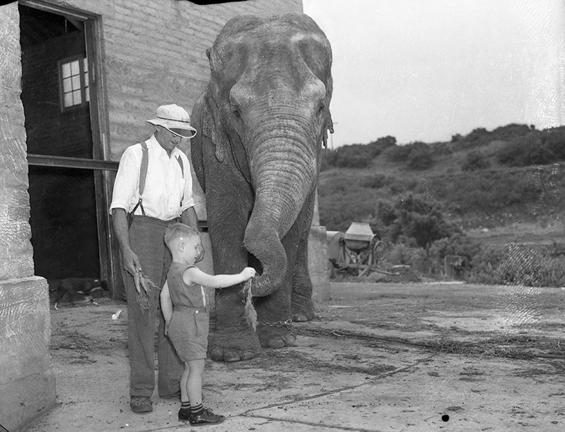 Salt Lake Elephant