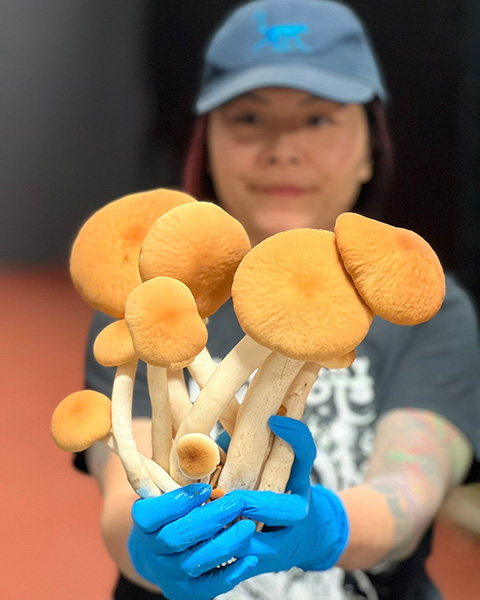 mushroom growers Utah