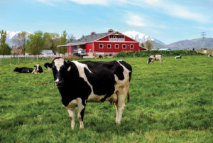 Cows grazing outside Heber Valley Artisan Cheese
