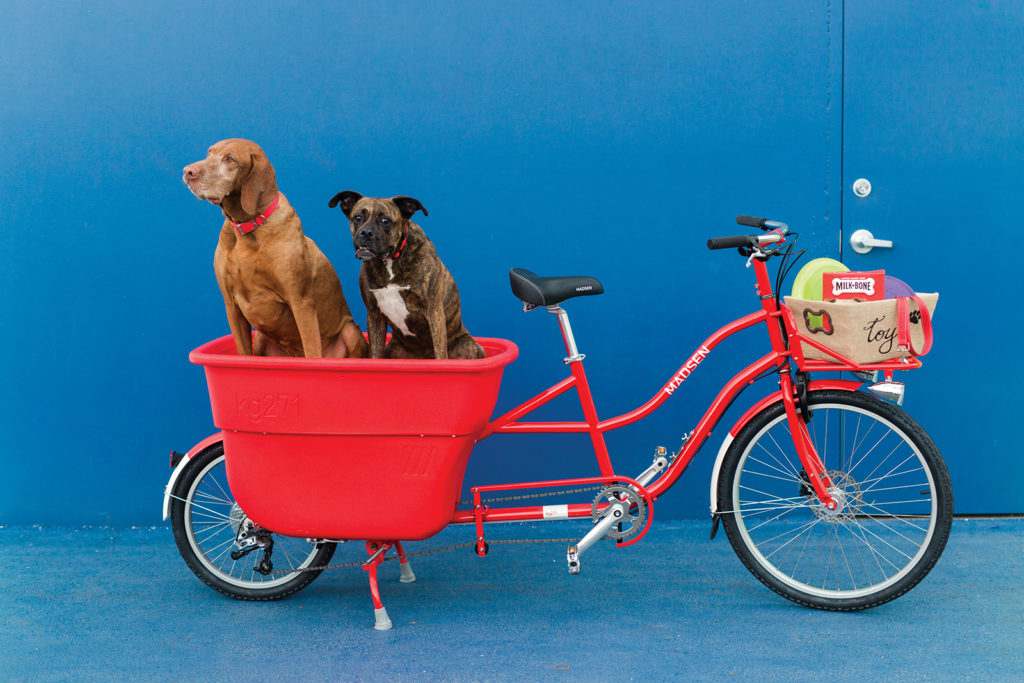 2 dogs ride in a Madsen Cycles bucket bike