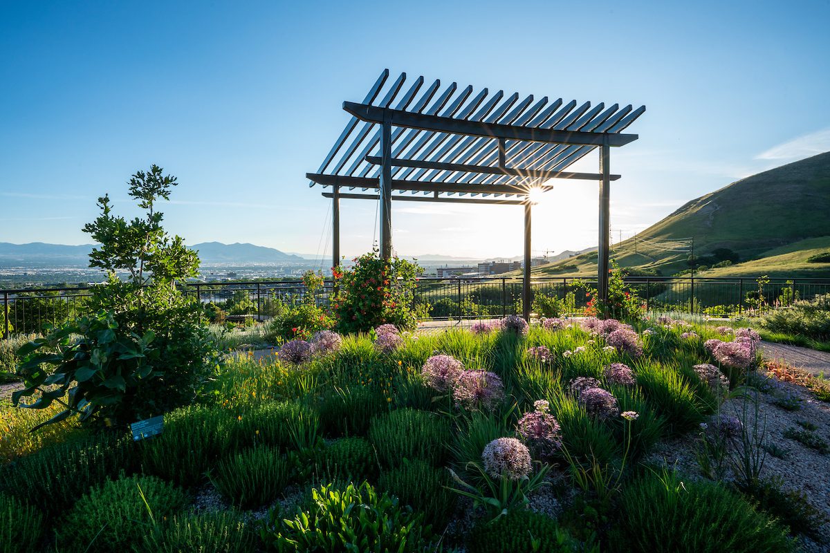 Star of Persia is a water wise plant at Red Butte Garden's Water Conversation Garden