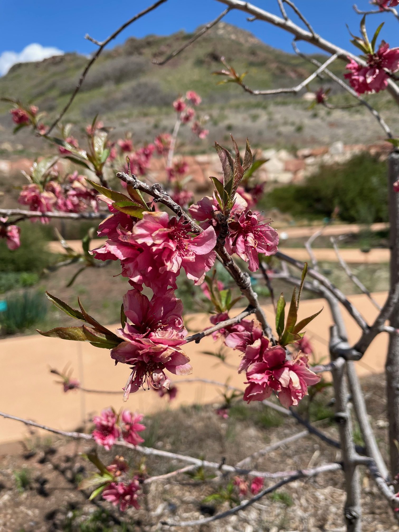 Blooms on the Red Baron Peach Tree