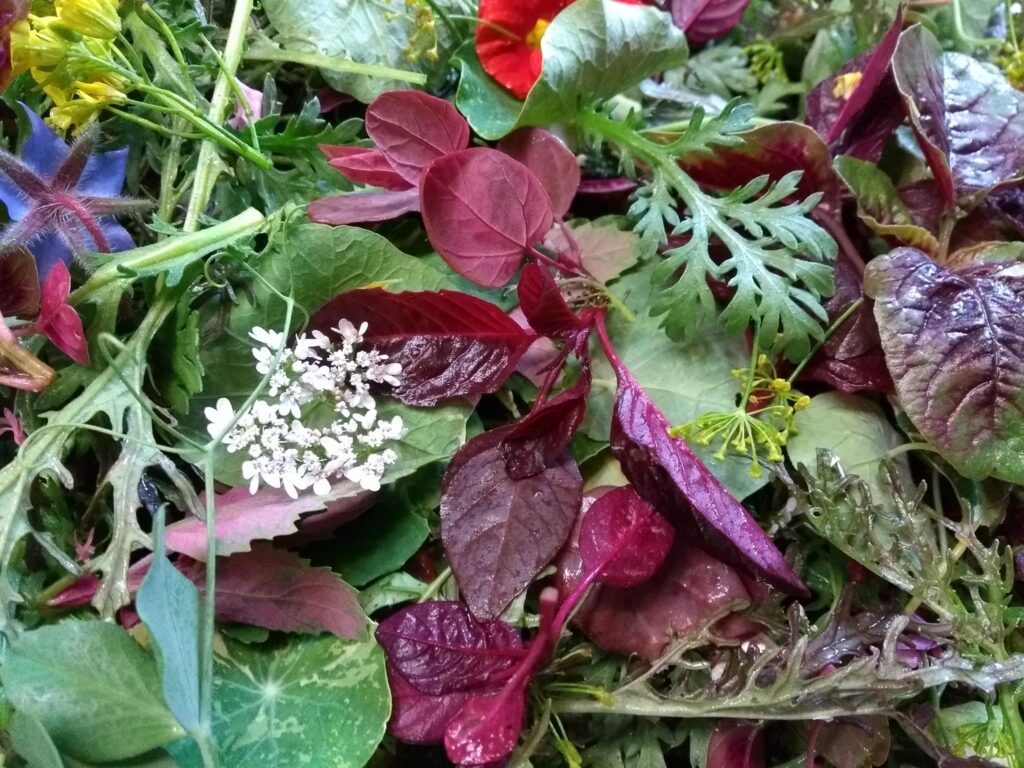 Spring Herbs