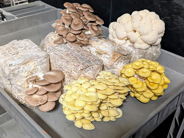 mushroom growers Utah