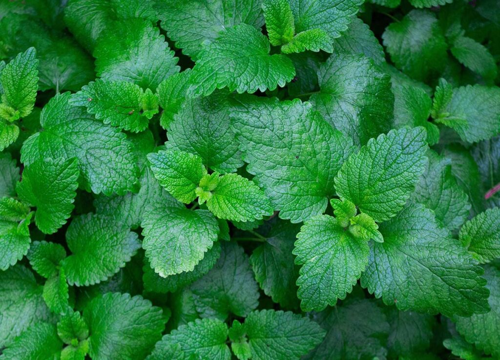 Spring Herbs