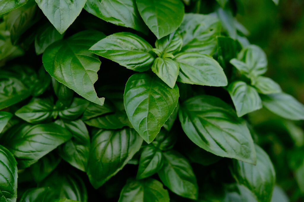 Spring Herbs