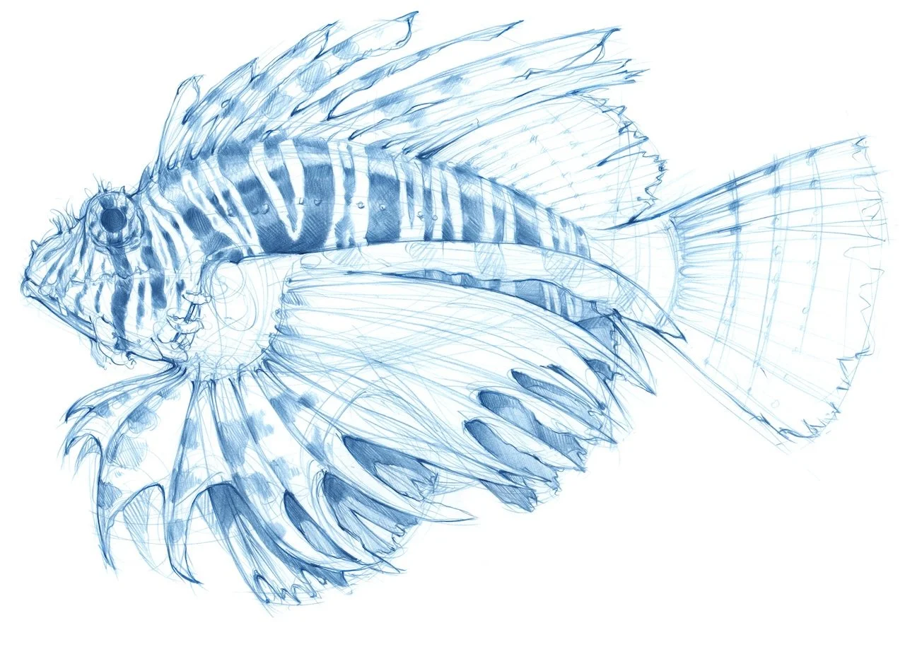 Organic Sketching Workshop